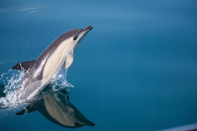 Dolphin Watching Adventure in Estepona Bay - Accessibility and Fitness Requirements