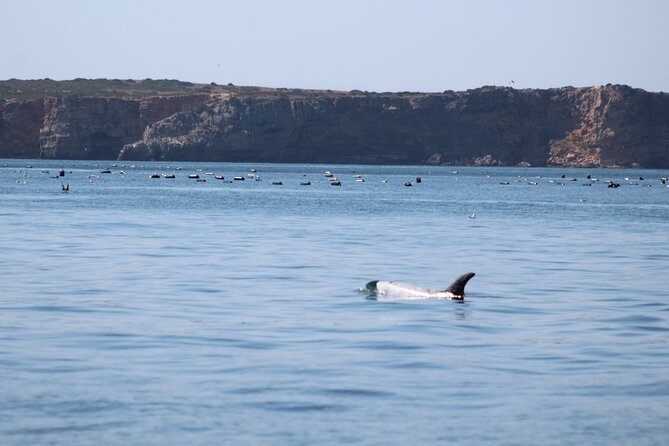 Dolphin Watching Along the Algarve Coast - Participant Guidelines