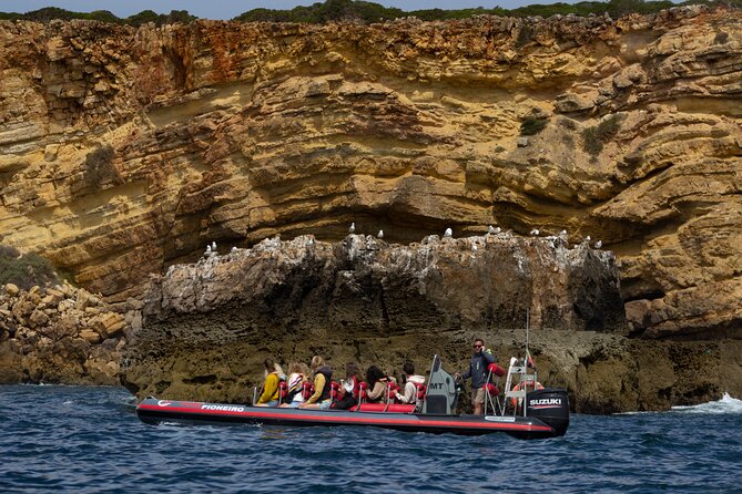 Dolphin Watching Along the Algarve Coast - Booking Information