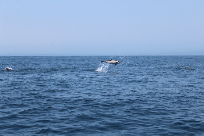 Dolphin Watching Along the Algarve Coast - What to Expect During the Tour