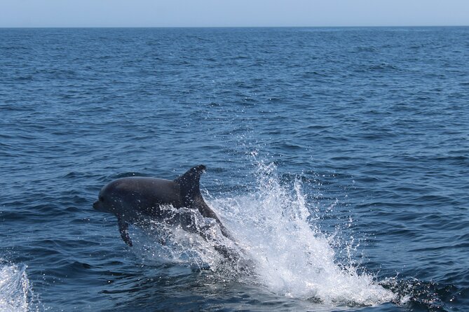 Dolphin Watching Along the Algarve Coast - Recommended Additions to the Tour