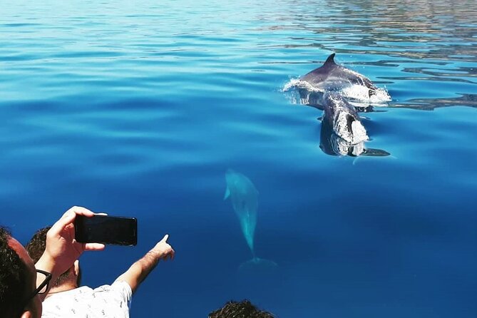 Dolphin Watching and Boat Tour in Sesimbra - Snorkeling in Secluded Bay