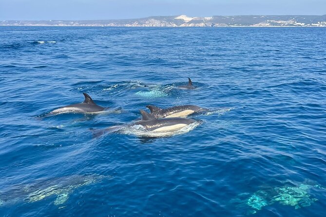 Dolphin Watching and Boat Tour in Sesimbra - Meeting Point and Transportation