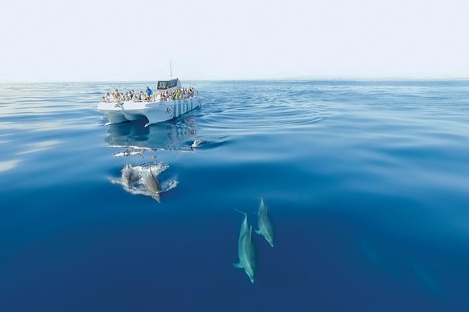 Dolphin Watching and Cave Boat Cruise From Albufeira - Meeting Point and Departure