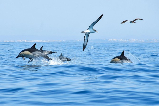Dolphin Watching and Cave Boat Cruise From Albufeira - Duration and Group Size