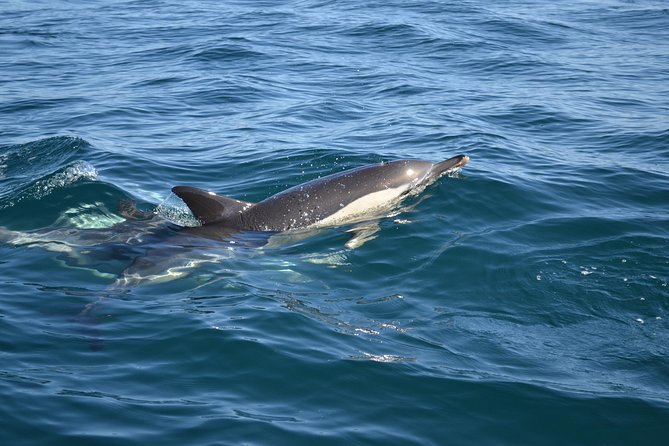 Dolphin Watching and Cave Tour From Vilamoura - Accessibility Information