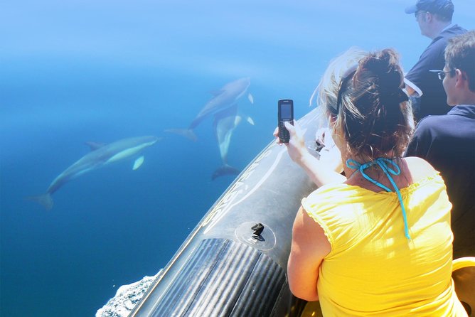Dolphin Watching and Cave Tour From Vilamoura - What to Expect