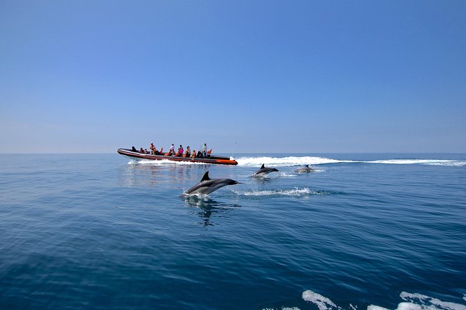 Dolphin Watching and Cave Tour From Vilamoura - Local Marine Life