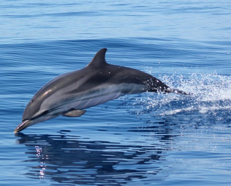 Dolphin Watching and Local Caves - Safety Precautions and Inclusions