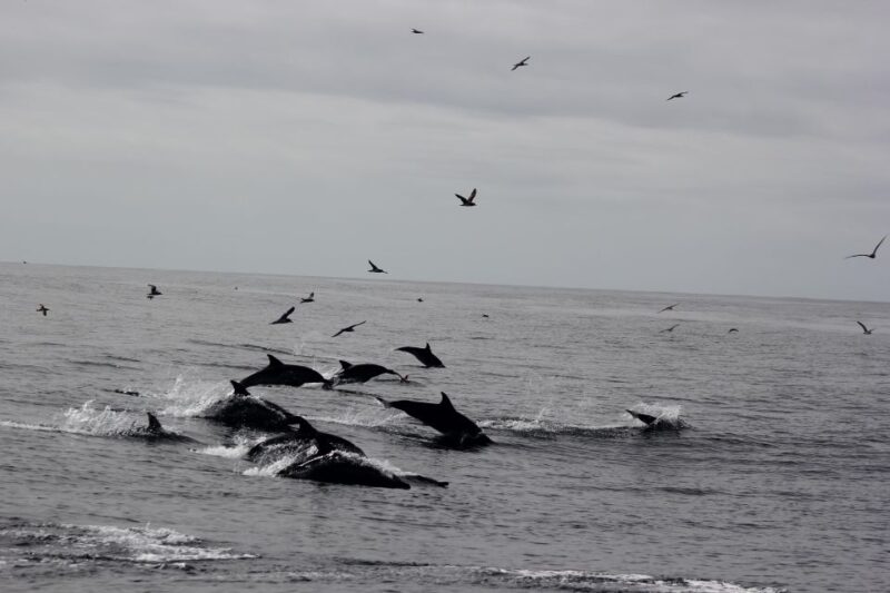 Dolphin Watching and Local Caves - Directions to the Meeting Point