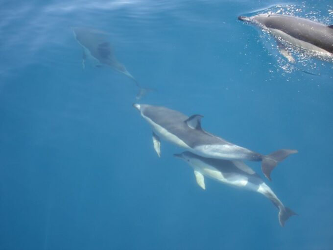 Dolphin Watching and Local Caves - Exploring the Algarve Coastline