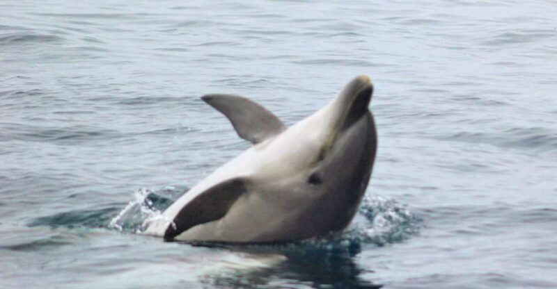 Dolphin Watching and Local Caves - Key Highlights of the Tour
