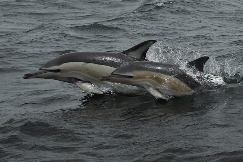 Dolphin Watching and Local Caves - Directions to the Meeting Point