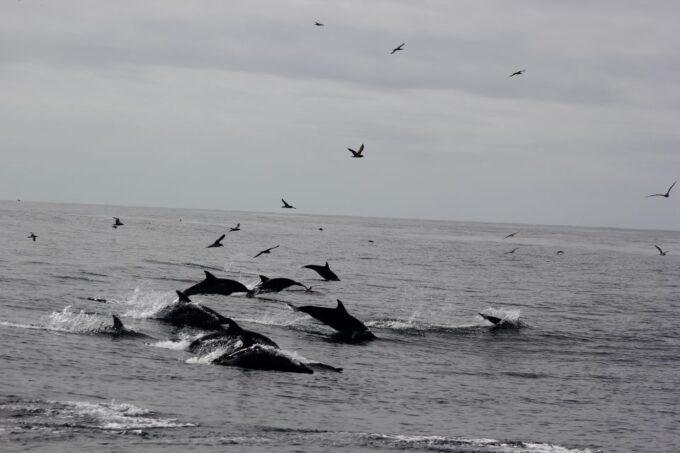 Dolphin Watching and Local Caves - Duration and Tour Description