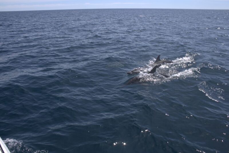 Dolphin Watching and Marine Wild Life in Faro - Meeting Information
