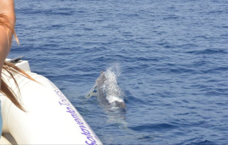 Dolphin Watching and Marine Wild Life in Faro - Recommended Items