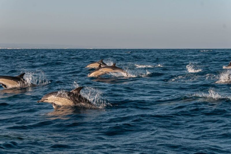Dolphin Watching and Marine Wild Life in Faro - Itinerary and Experience