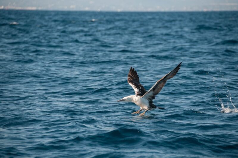 Dolphin Watching and Marine Wild Life in Faro - Meeting Information