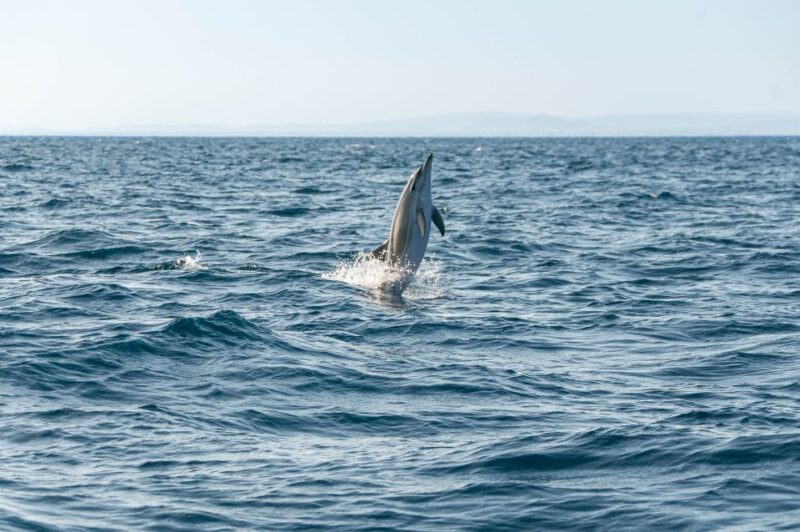 Dolphin Watching and Marine Wild Life in Faro - Return Location