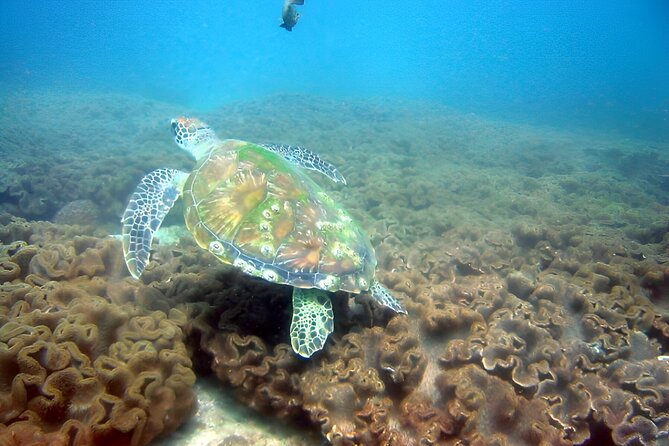 Dolphin Watching and Snorkeling Activity in Muscat - Activities Included