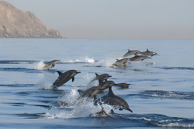 Dolphin Watching and Snorkeling Activity in Muscat - Pickup and Meeting Point