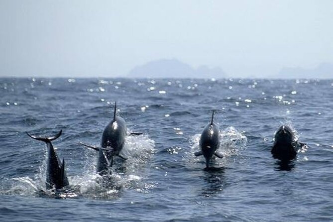Dolphin Watching and Snorkeling Activity in Muscat - Inclusions and Amenities