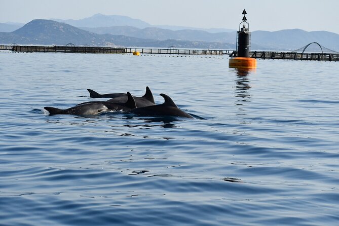 Dolphin Watching and Snorkeling in Figarolo in Sardinia - Meeting Point and Pickup
