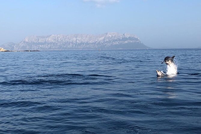 Dolphin Watching and Snorkeling in Figarolo in Sardinia - End Point