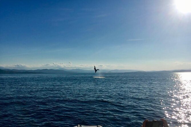 Dolphin Watching and Snorkeling in Figarolo in Sardinia - Confirmation and Accessibility
