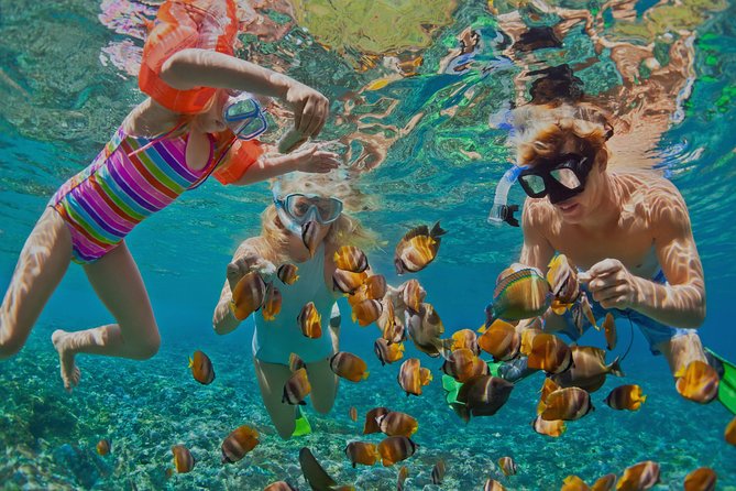 Dolphin Watching and Snorkeling Tour From Muscat - Key Points