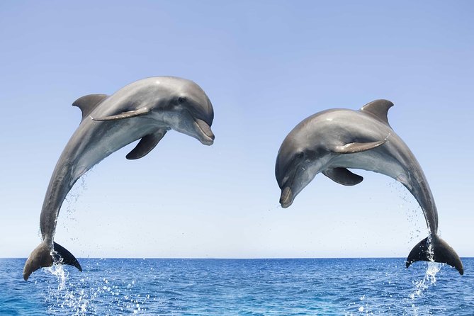 Dolphin Watching and Snorkeling Tour From Muscat - Tour Details Breakdown