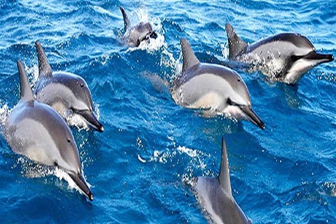 Dolphin Watching and Snorkeling Tour From Muscat - Inclusions and Pricing