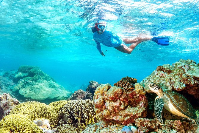 Dolphin Watching and Snorkeling Tour From Muscat - Traveler Capacity and Accessibility