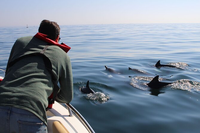 Dolphin Watching and Wildlife From Faro - About Your Stay