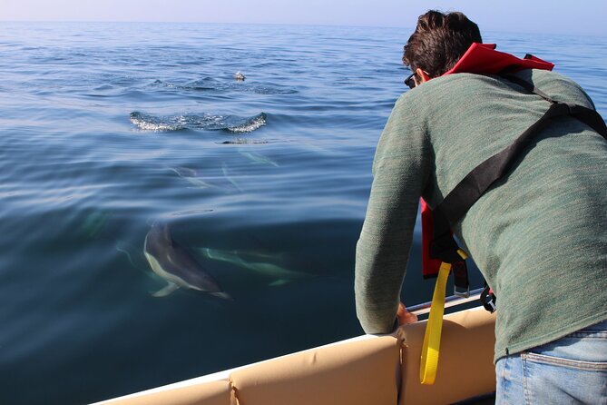 Dolphin Watching and Wildlife From Faro - Inclusions and Experience
