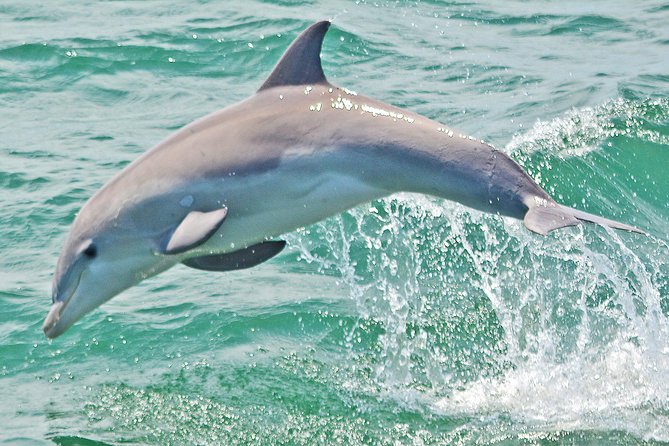 Dolphin Watching Around Cape May - Meeting and Pickup