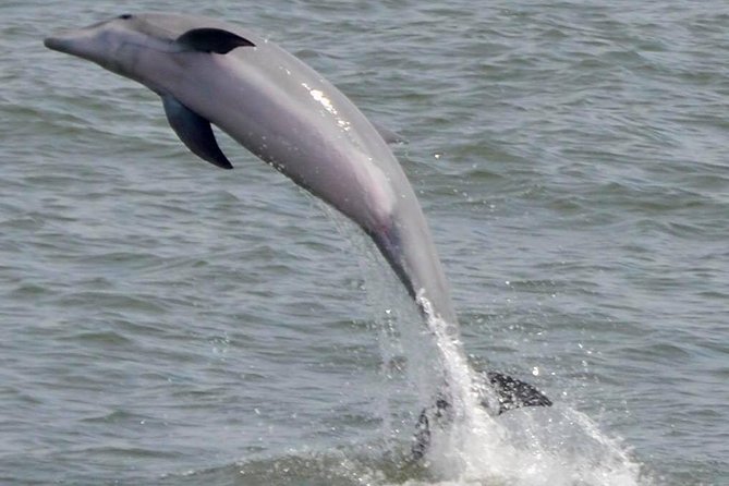 Dolphin Watching Around Cape May - Confirmation Details