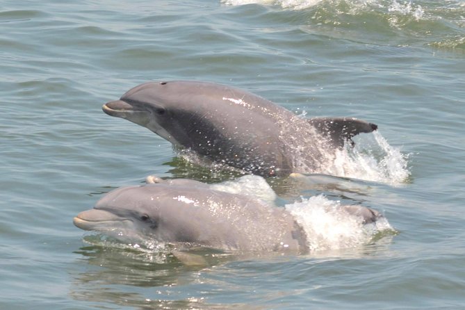 Dolphin Watching Around Cape May - Accessibility and Weather