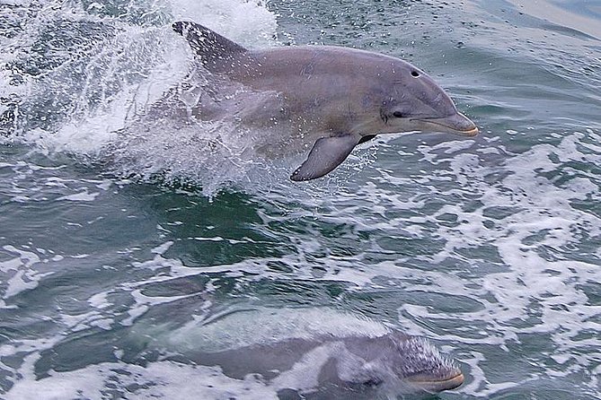 Dolphin Watching Around Cape May - Customer Reviews