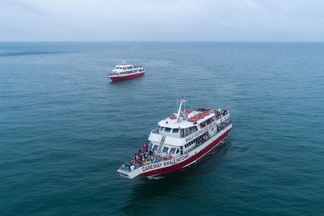 Dolphin Watching Around Cape May - What to Expect