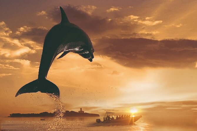 Dolphin Watching at Dawn in Alcúdia - Key Points