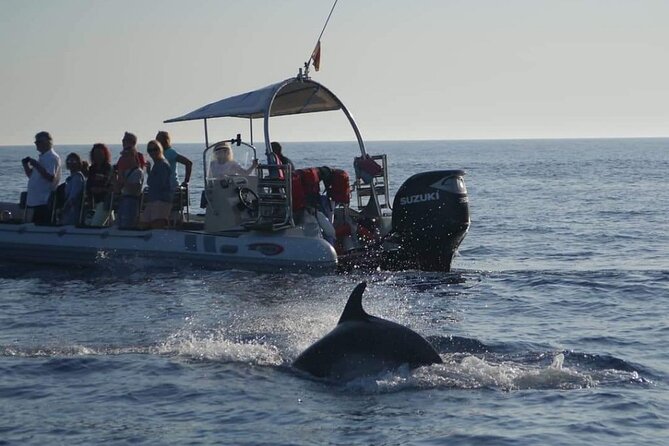 Dolphin Watching at Dawn in Alcúdia - Accessibility and Recommendations