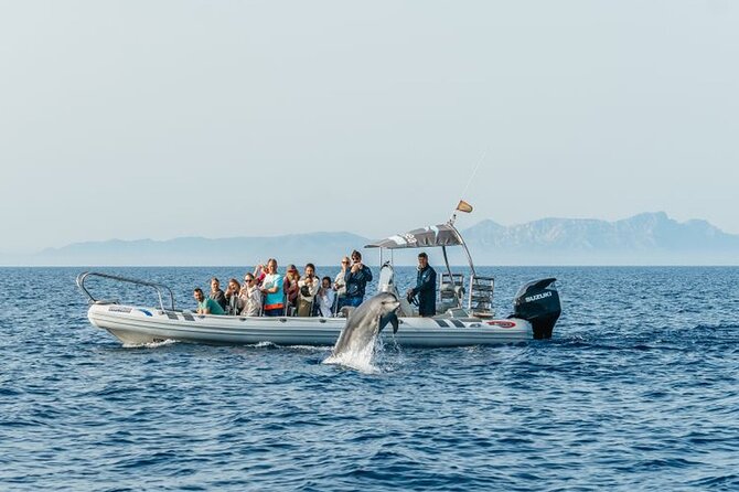 Dolphin Watching at Dawn in Alcúdia - Negative Experience