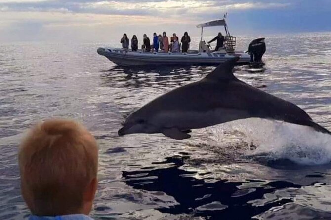 Dolphin Watching at Dawn in Alcúdia - Customer Feedback Highlights