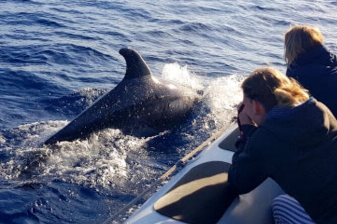 Dolphin Watching at Dawn in Alcúdia - Group Size and Dolphin Sightings
