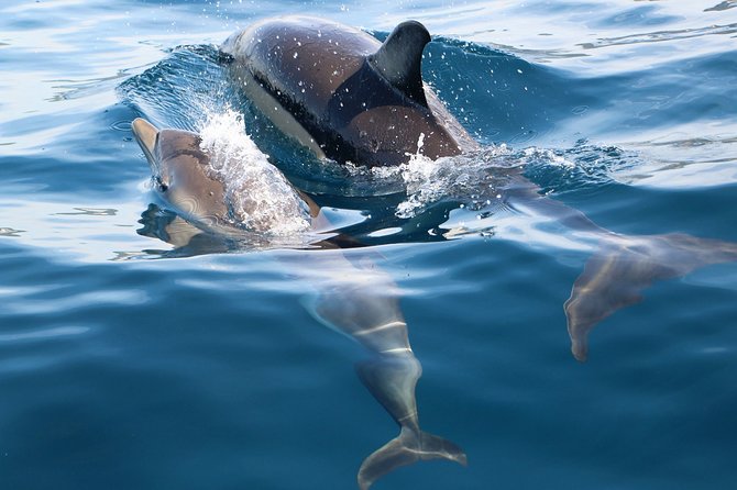 Dolphin Watching at the Arrabida (Lisbon Region) - What to Expect