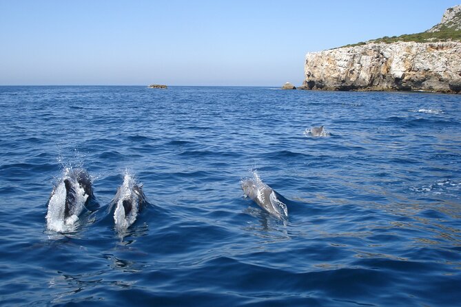 Dolphin Watching at the Arrabida (Lisbon Region) - Cancellation and Booking Policies