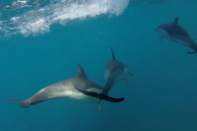Dolphin Watching at the Arrabida (Lisbon Region) - Scenic Cliffs and Beaches