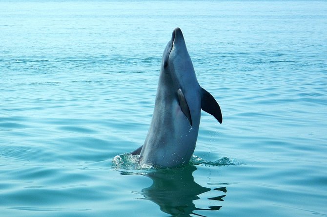 Dolphin Watching at the Arrabida (Lisbon Region) - Optional Swimming Opportunity