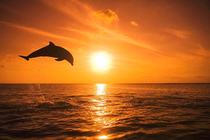 Dolphin Watching Boat Tour Around Anna Maria Island - Experiencing the Private Boat Tour